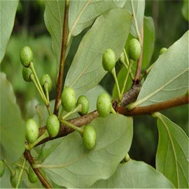 乔木;灌木;园林果树