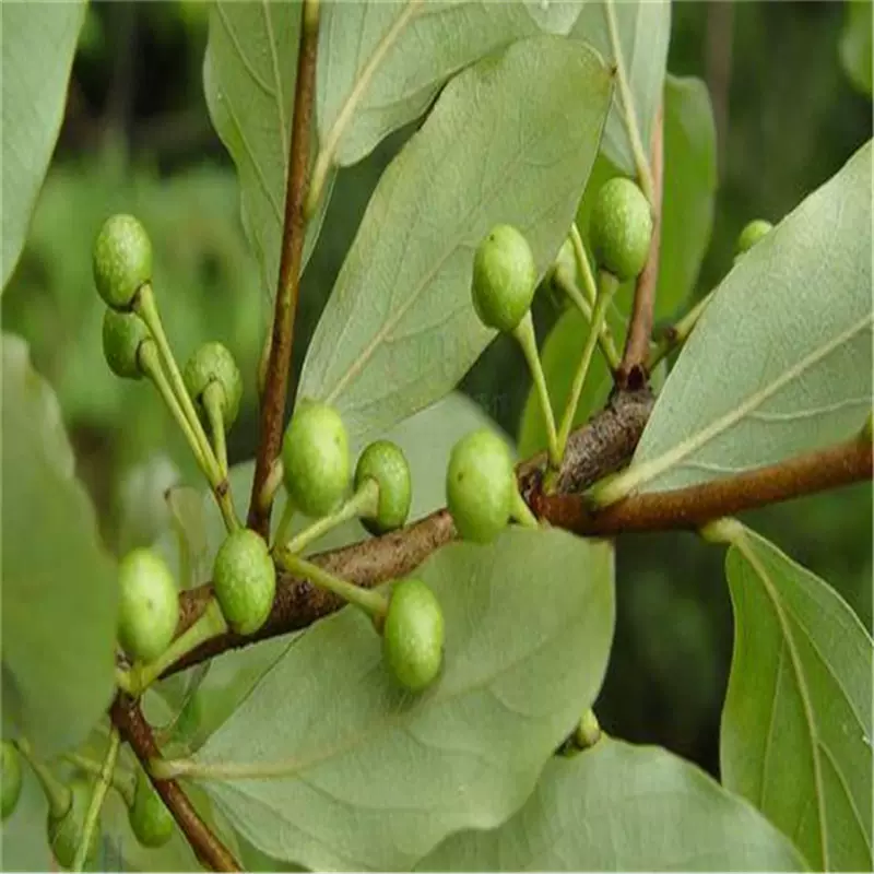 木姜子基地直发批发新鲜现挖木姜子盆栽地载庭院果苗