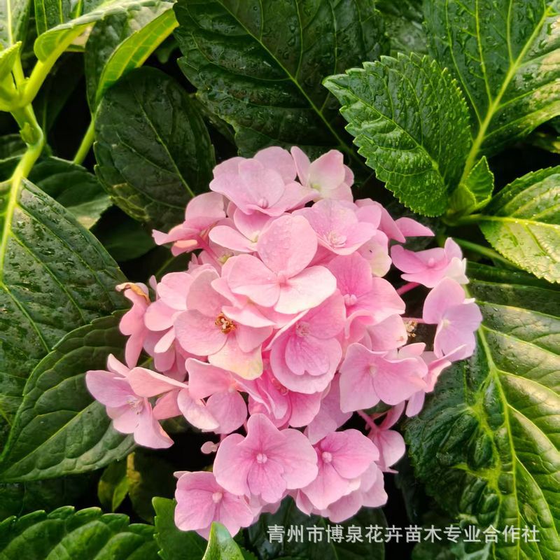 云南鲜花直批大花绣球八仙花盆栽 阳台庭院别墅绿化工程 观花植物