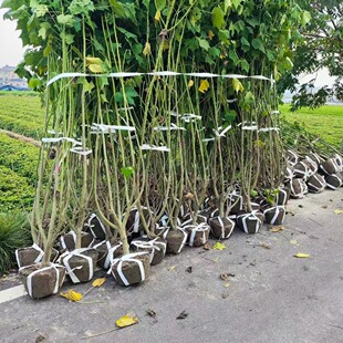 ���lֱ�Nľܽ��ľܽ��2-10��֧�@�ֹ��̾G��ֲ��Ʒ�N�Rȫ���󃞻�