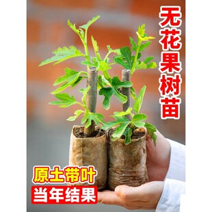 �o��������玧�~�����粨���t��Ƥ���Ԯ���Y���ļ��ϱ����Nֲ