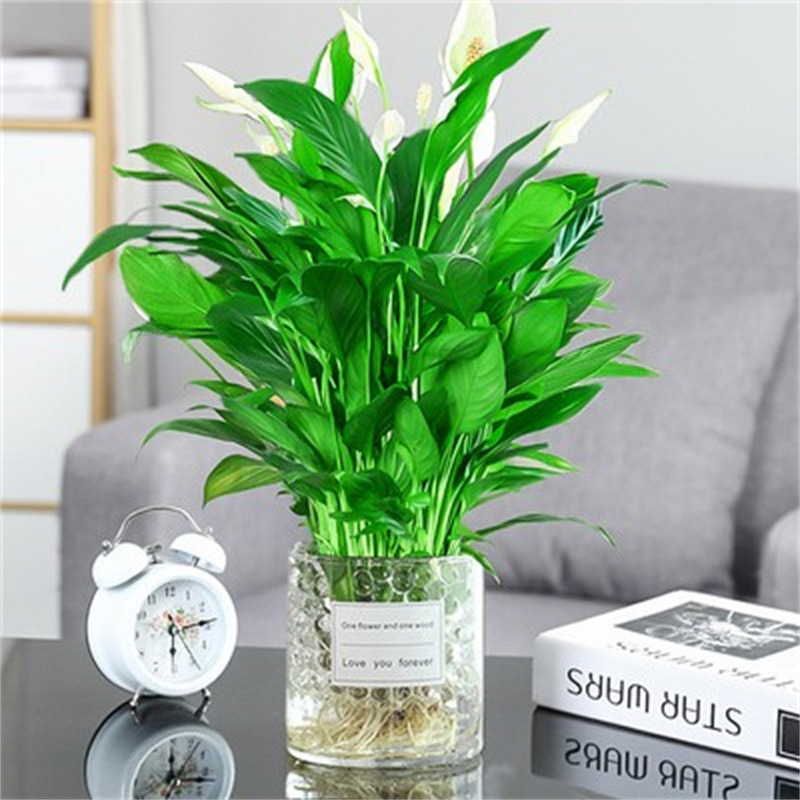 주요 사진 수경 특수 흰색 야자 6-8 식물 꽃 둥근 실린더 + 크리스탈 진흙 + 영양 용액