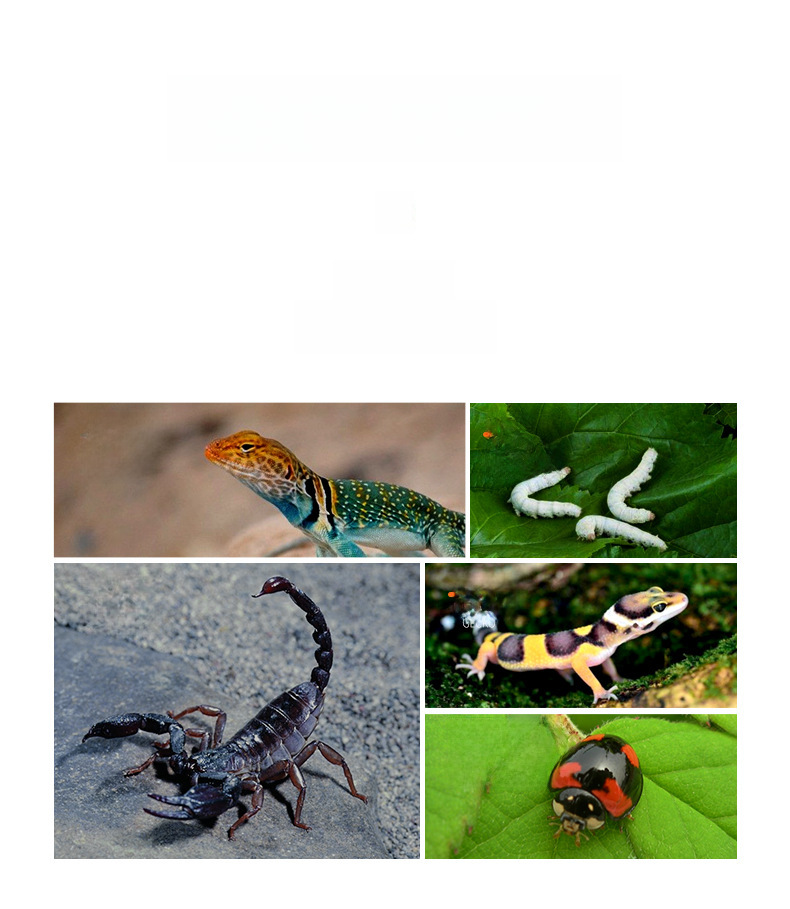 Reptile Habitat Box 2