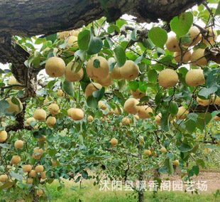 ������޽��������޽Ӵ�������������Ϸ������Nֲ����Y��