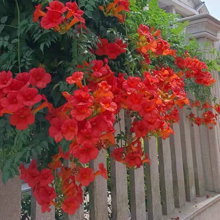 Саженцы клевера, вьющиеся растения, цветущие в любое время года, зеленение двора, старые саженцы в горшках, цветы-фейерверки, зеленые растения, большие саженцы.