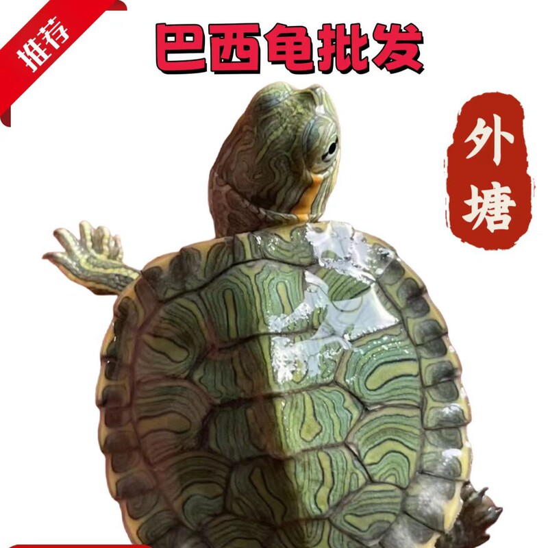 Live Baby Turtles for Sale, Small Pets for Display, Wholesale for Outdoor Pond Breeding, Suitable for Beginners, Guaranteed Live, Popular for Stall Sales
