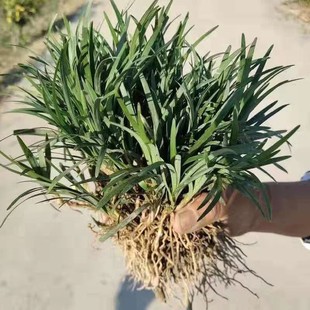 Authentic Japanese Ophiopogon Japonicus, Ophiopogon Japonicus, Ophiopogon Japonicus, Ophiopogon Japonicus, Green Leaves, Evergreen Lawn, Direct Supply