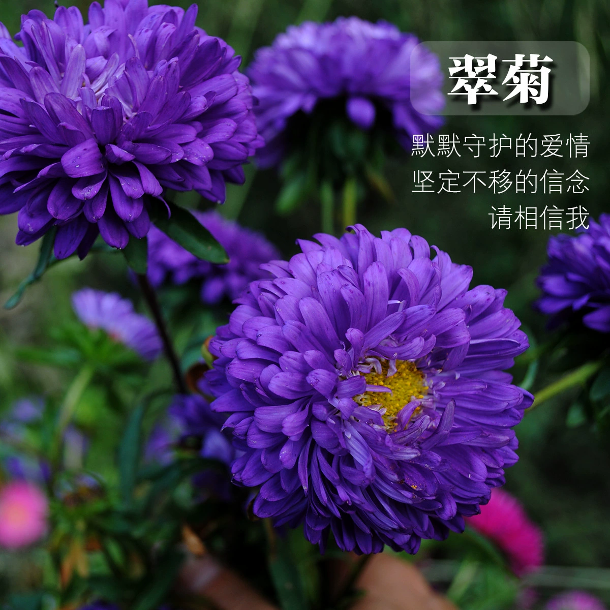 Цзянси Воск Красочные Семена Астра оптом Астра семена цветочные семена июля Хризантема дикий цветок семена морской сад