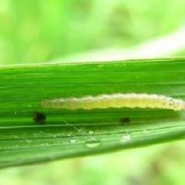 稻纵卷叶螟引诱剂 Chilo suppressalis诱芯 信息素 农业害虫引诱
