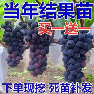 Grapevine Extra Large Giant Peak Grape Seedlings Climbing Vines Sunshine Rose Grape Seedlings Fruit Tree Seedlings Planted in the North and South
