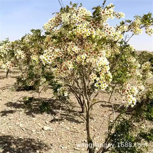 �Ĺܘ��Ĺ٘��ֽР�Ԫ����Ԫ���Ŀܘ��Ĺט����^�仨�Ĺژ��绨��