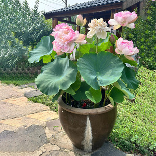 �ļ��_��ɏź������^�p�ɻ��Nź�� ɏź�N�� ���Ժɻ��N����ˮ��