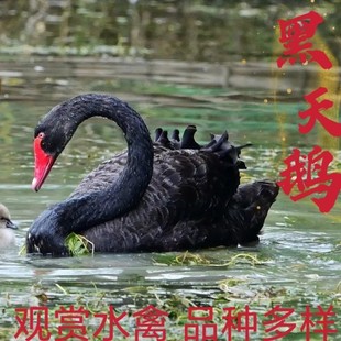 �����Z�Bֳ���۳�������Z�N�Z�����Z�µ��Z�r������Z���w�Ј��r