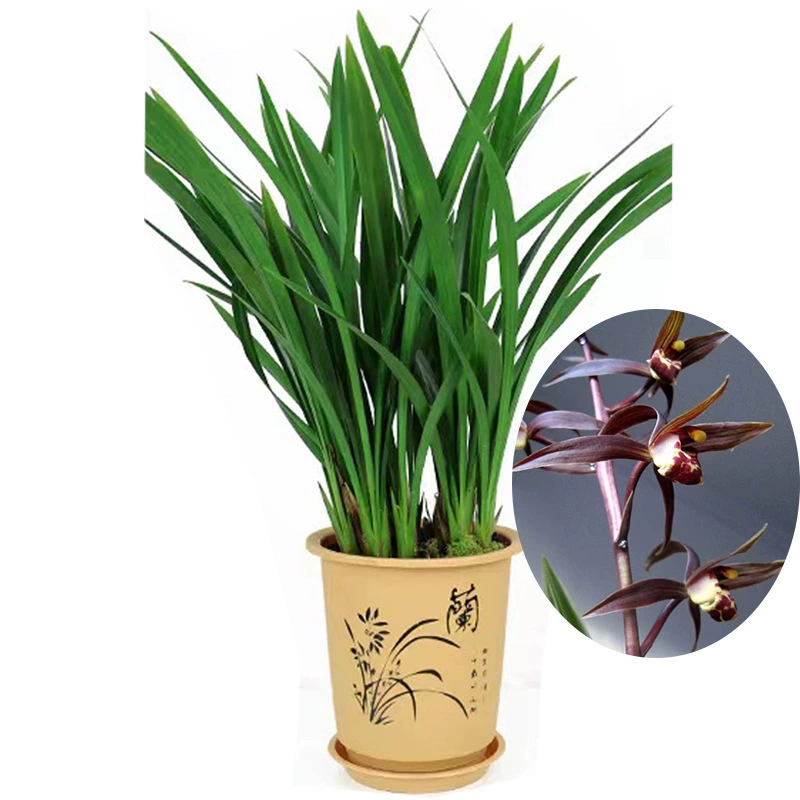 Орхидеи с бутонами, черные орхидеи с сильным ароматом, новогодние орхидеи, зеленые растения, комнатные цветочные композиции, оптовая продажа красной серии