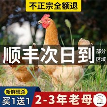 老母鸡土鸡农家散养走地鸡大别山土鸡草鸡柴鸡笨鸡新鲜现杀鸡整只