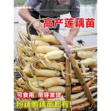 ɏźNʳôźź߮a߲źNNӴͲɏɏӺɻ