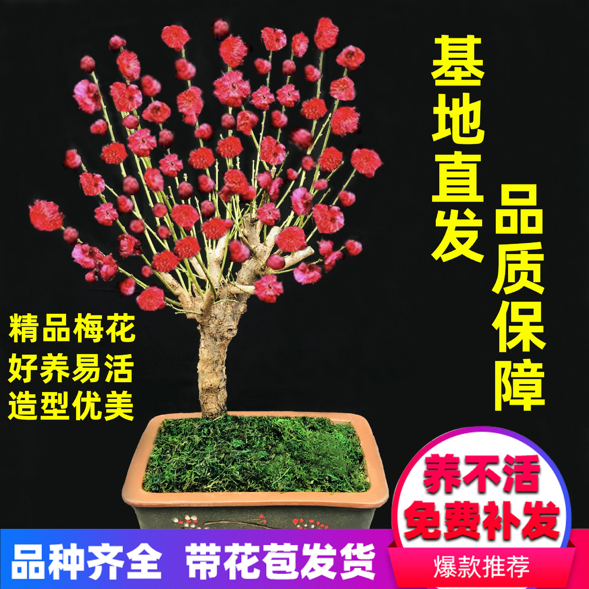 梅花红梅腊梅绿梅树苗浓香型盆地栽室内庭院老桩冬季耐寒开花