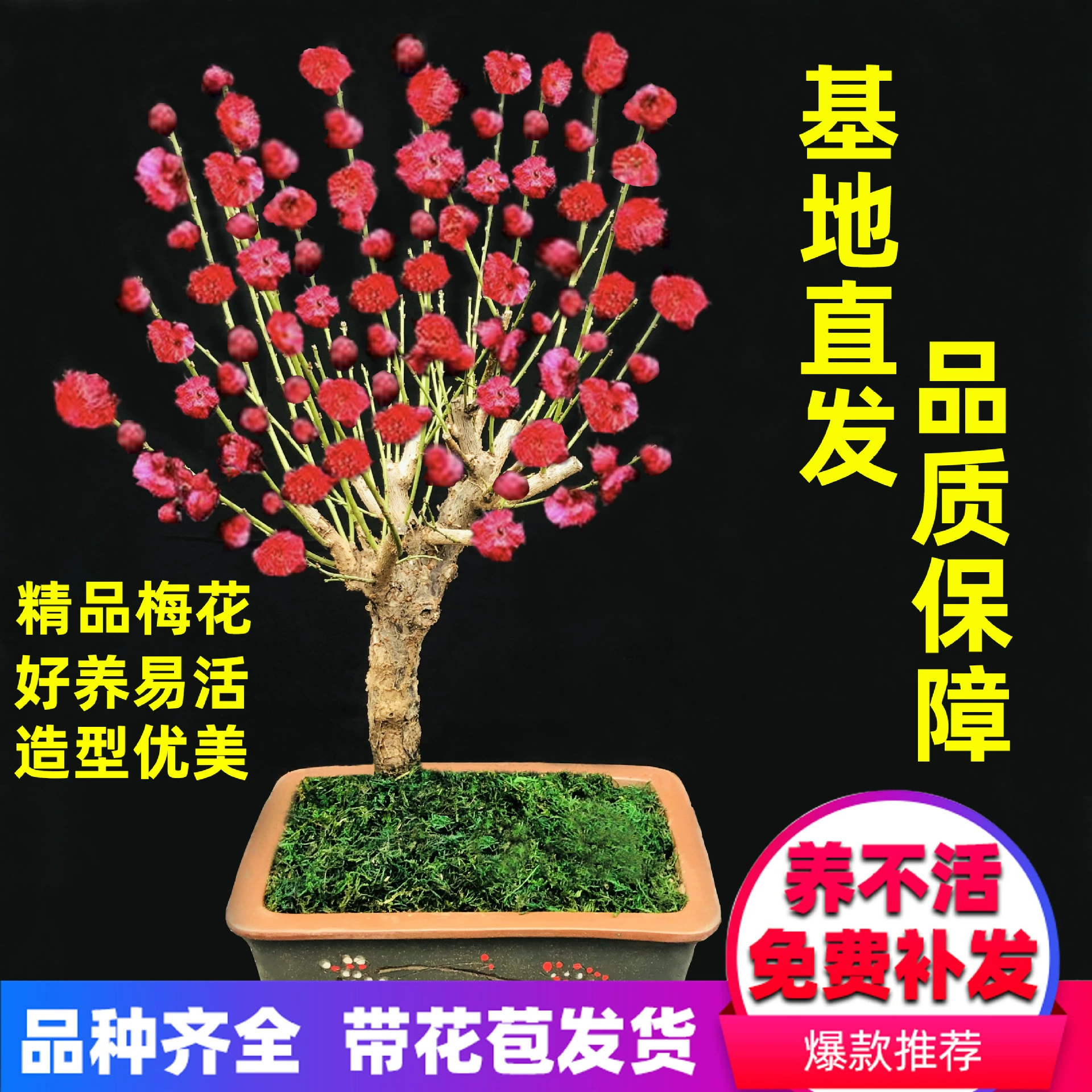 Цветение сливы, Красная слива, зимняя, саженец зеленой сливы, растение Luzhou-flavor Basin, внутренний двор, старый ворс, зимнее Морозостойкое цветение