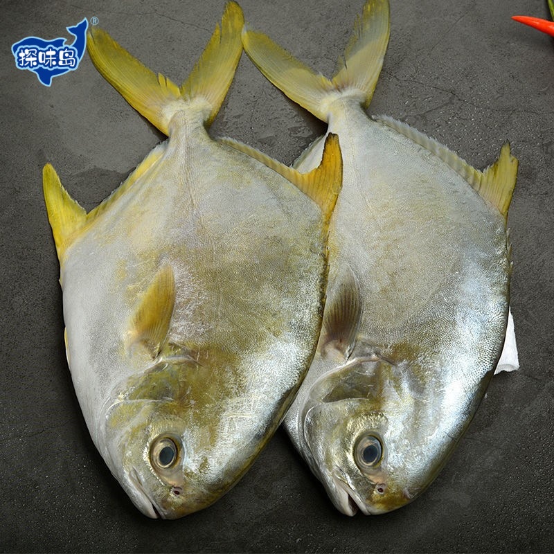 【顺丰包邮】福建东山鲳鱼鲜活冷冻特大金昌鱼海鲜水产批发金鲳