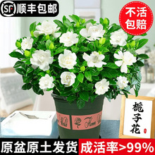 �d�ӻ����Ի���ֲ���҃ȿ͏d�̨�ļ����B��ˮ��Gֲ�����͘���