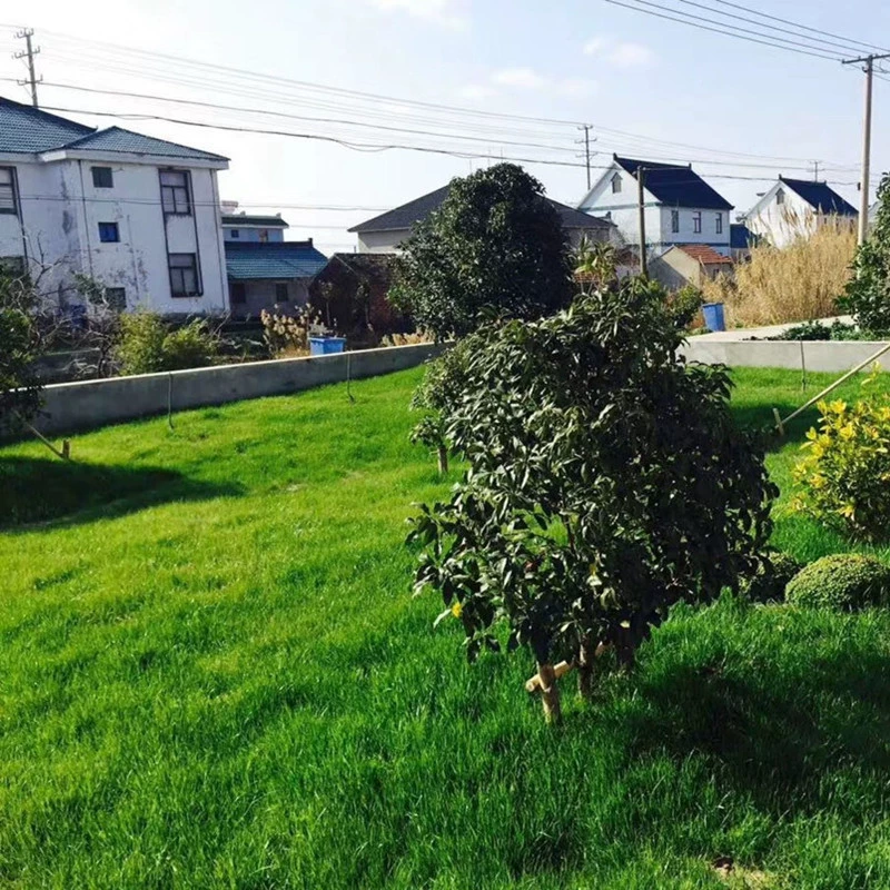 Импортный карлик Four Seasons Семена зеленого газона Двор Вилла Озеленение Защита склонов Семена газонной травы Вечнозеленый Four Seasons Trample Resistant