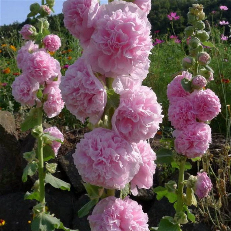 Двойной Мальва семена цветов четыре сезона цветения открытый семена цветов легко жить семена цветов летние садовые цветы