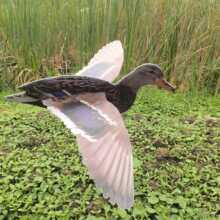 ���Sֱ�N���C���T������ �������ô�������C��C�� �ϰ��� duck