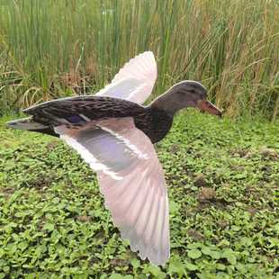 ���Sֱ�N���C���T������ �������ô�������C��C�� �ϰ��� duck