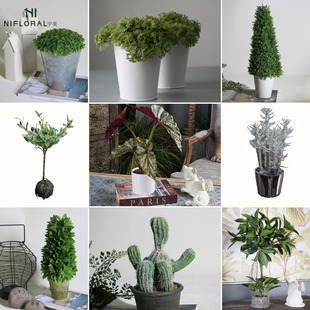 Simulation Green Plant Banyan Tree Begonia Fleshy Cactus Small Potted Round Leaf Plant Internet Celebrated Office Desktop Indoor