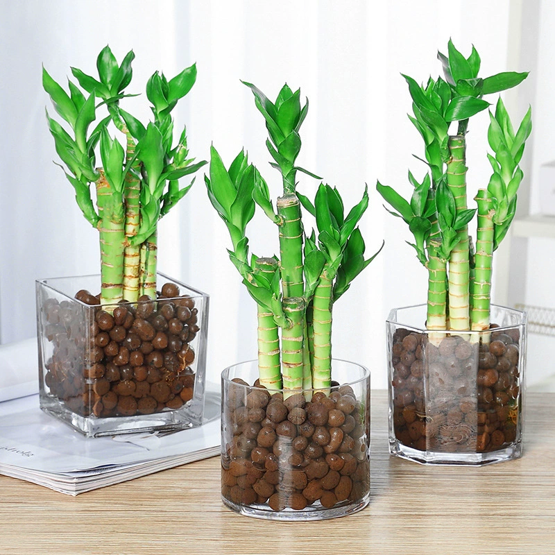 Гидропонное растение Лотос Бамбук Водяные поднятые Комнатные цветы в горшке Зеленая посадка Вэньчан Бамбук Фен-Шуй Богатый бамбук Очищает воздушную скважину