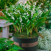 铃兰花苗带芽浓香型花卉绿植阳台室内花卉多年生耐寒植物四季开花
