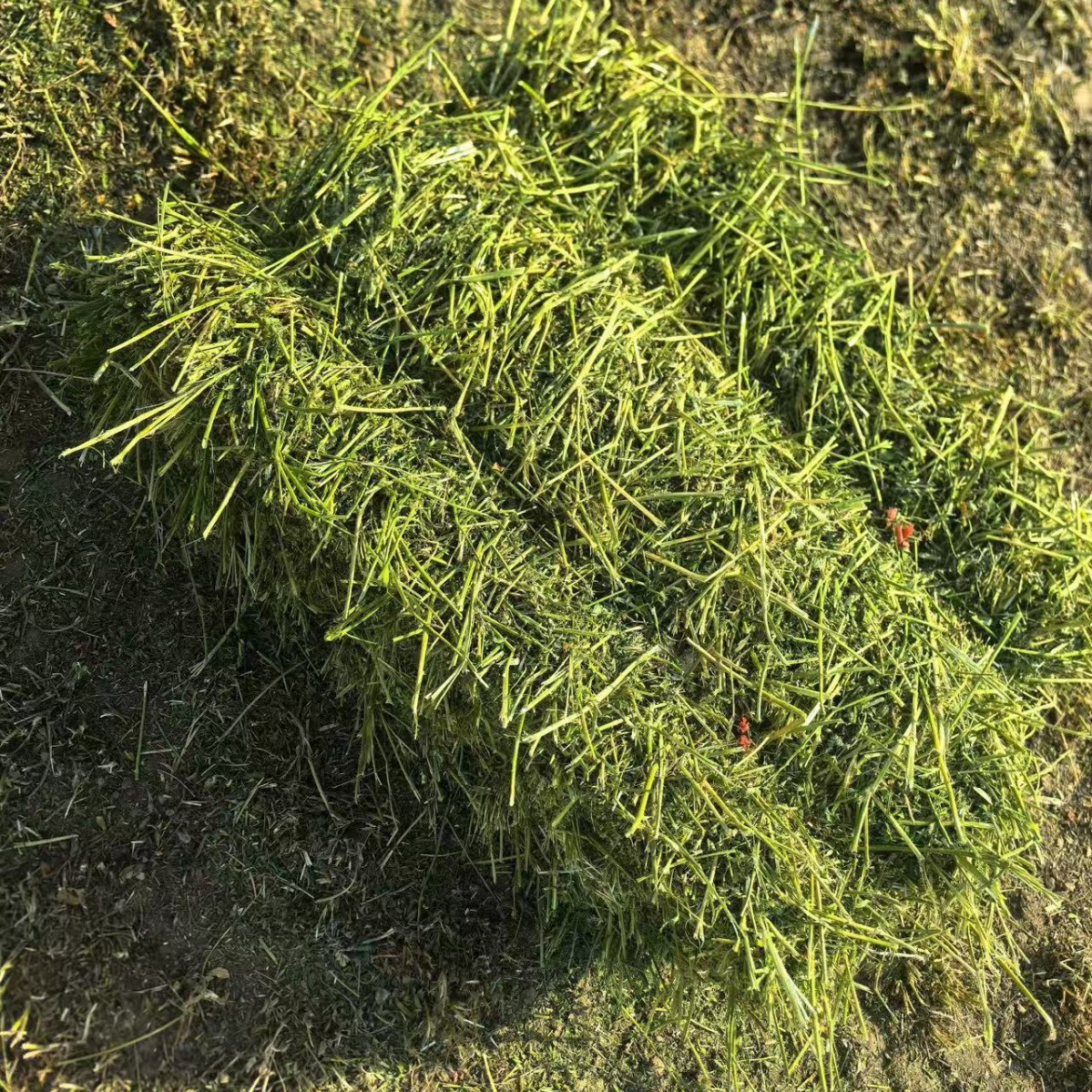全绿紫花苜蓿草头茬苜蓿草高蛋白牛羊马驴鹿饲草动物园牧草干草