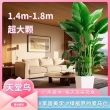 天堂鸟盆栽绿植大型室内客厅花卉大叶植物办公室好养活四季鹤望兰