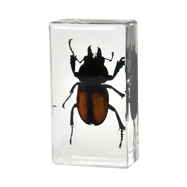 7.3CM medium light red stag beetle