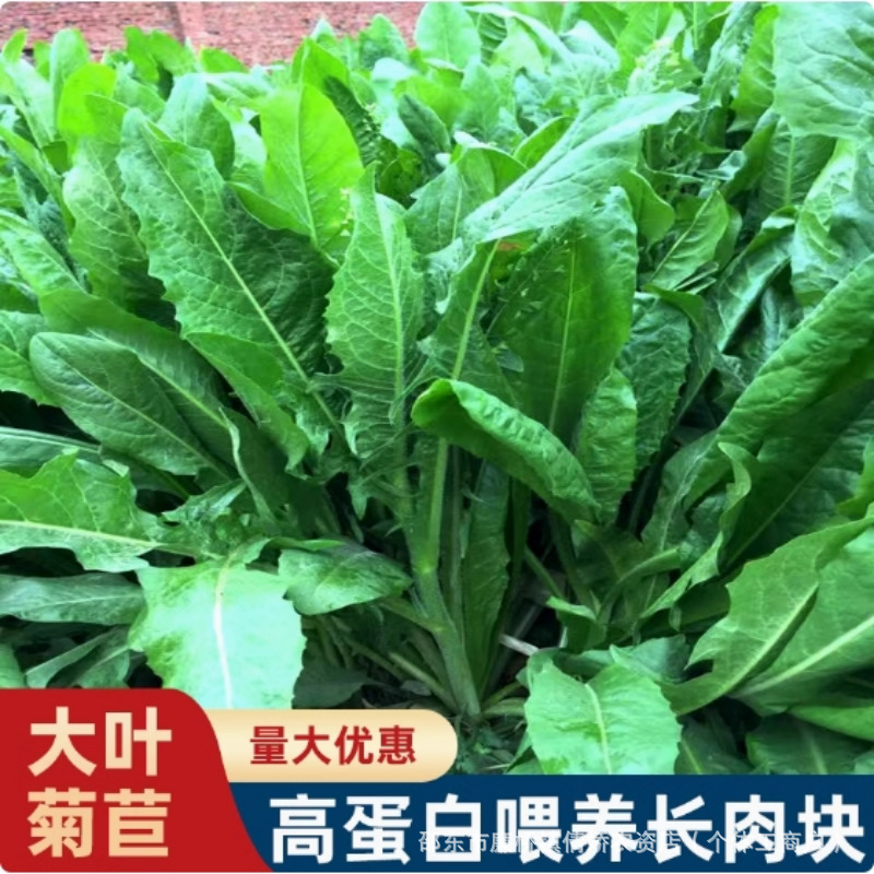 大叶菊苣草种籽鸡鸭鹅吃的草喂羊牛兔猪菜种子多年生四季牧草种孑