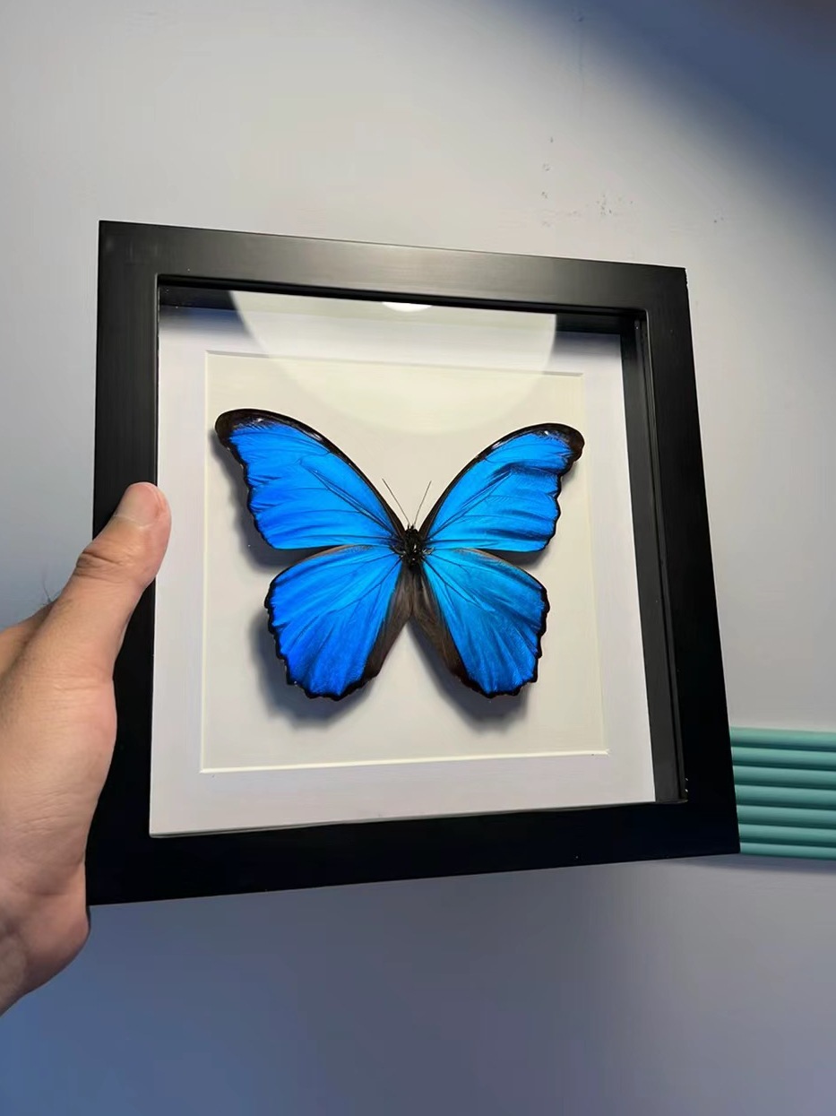 蝴蝶标本蓝闪相框成品手工制作展翅昆虫名贵罕见生日节日礼摆件