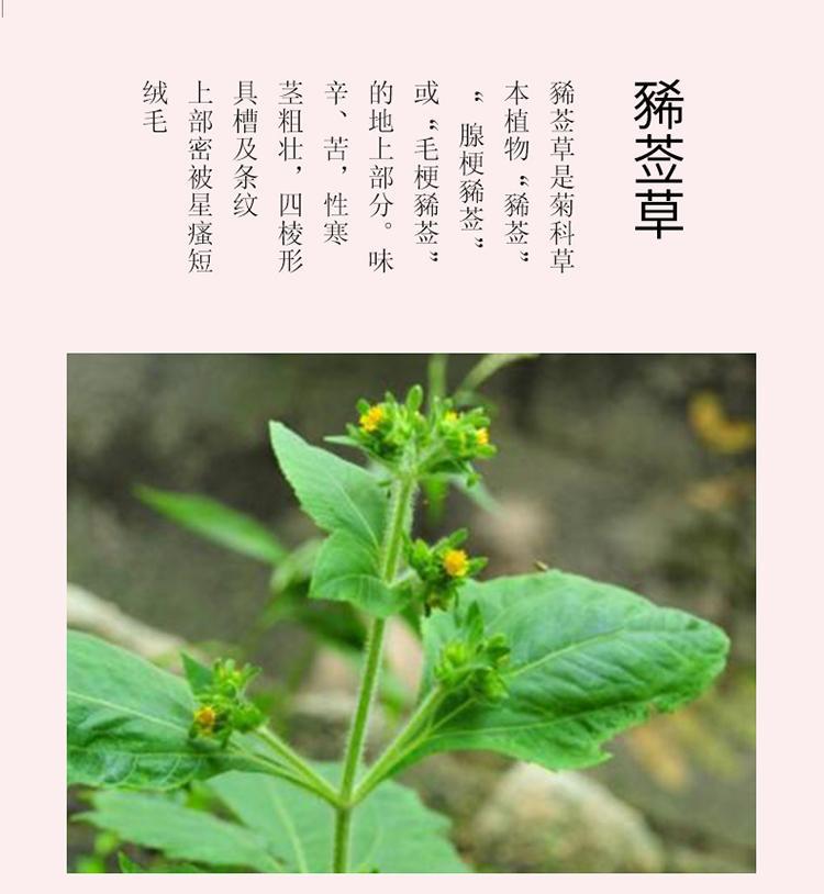 Xixiancao Dried Herba Siegesbeckiae 500g Traditional Chinese Herb for Decoction and Tea overview