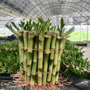 �_�\�񎧸�ˮ�B�฻�F��ֲ��͏dֱ���������ļ���Gֲ���S�S��