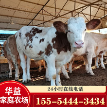 养殖场西门塔尔牛牛崽 3-6个月肉牛苗 西门塔尔牛批量价格多少