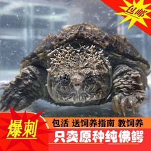 北美佛批发龟幼苗杂小佛纯原种龟鳄纯佛鳄活物鳄鱼乌龟龟爆刺