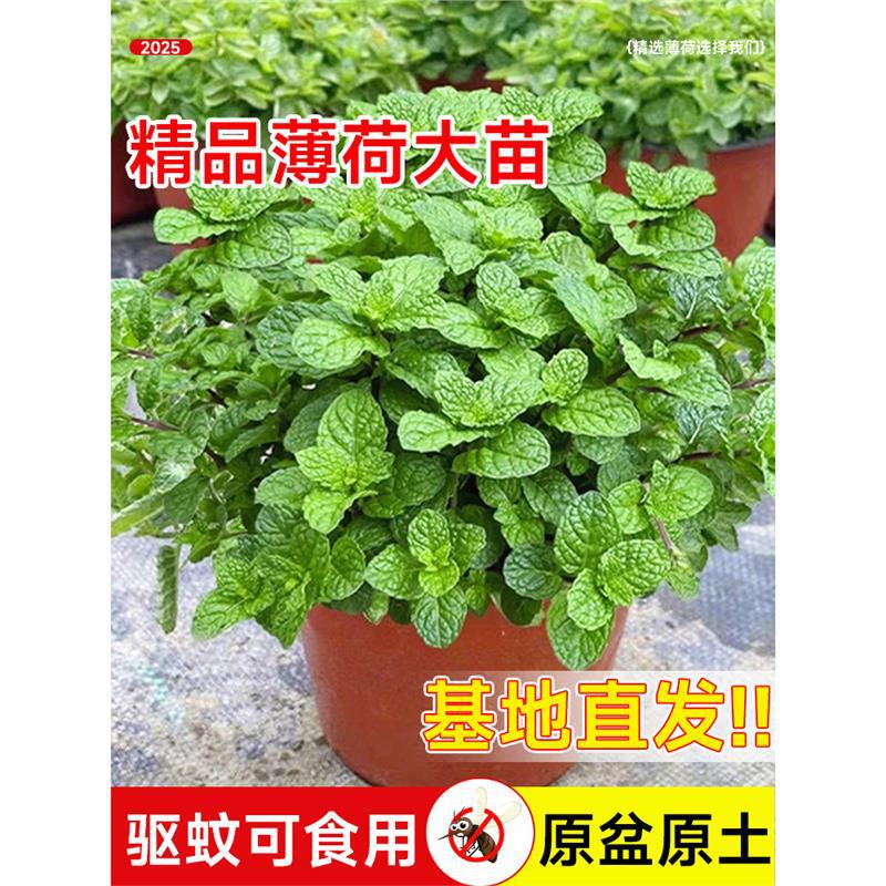 Spearmint Edible Mosquito Repellent Potted Plant Purifying Green Plant Office Desktop Easy to Grow in All Seasons