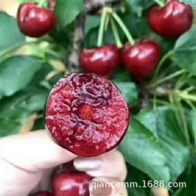 Cherry Saplings, Cherry Fruit Saplings, Grafted Seedlings, Southern and Northern Planting, Fruit Cherry Seedlings, Courtyard Potted Ground Planting