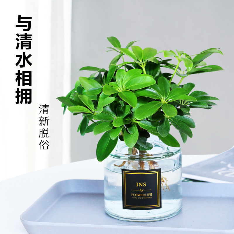 바팡라이카이 4그루(투명병) + 영양액