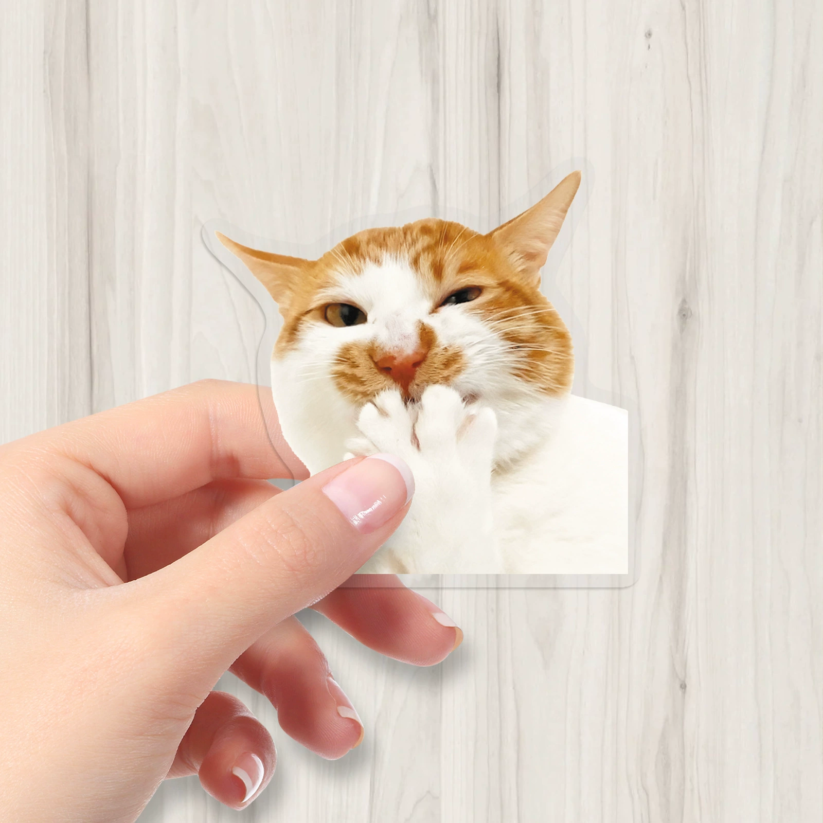 50 pieces of Hakimi animal PET transparent stickers realistic and creative cat expression bag storage box Guka DIY stickers