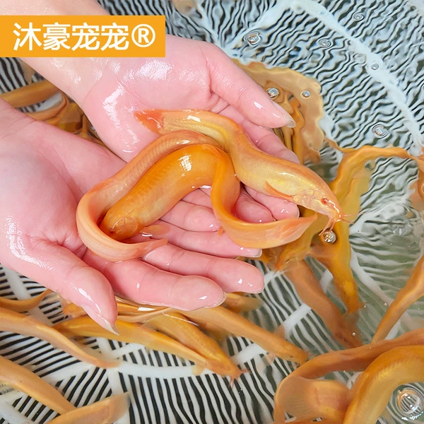 8 golden loaches 7-9 cm (6 live packs) Free fish food when placing an order