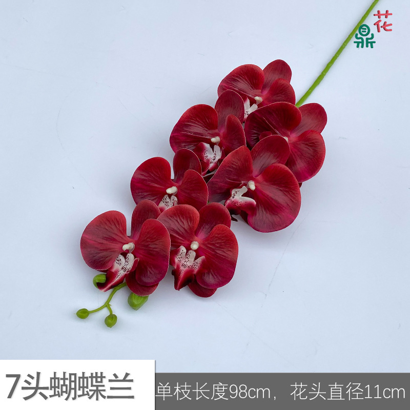 7 phalaenopsis GFG #52 레드