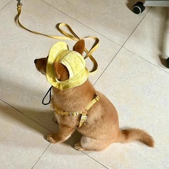子猫の帽子、猫の漁師の帽子、犬のコーギーの写真撮影、夏の薄い子犬の日焼け止め、夏の日よけ、耳の保護