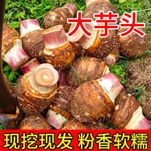 2025�������r���ִ����^��Ş�����������r�F�ڬF�l�a��ֱ�l