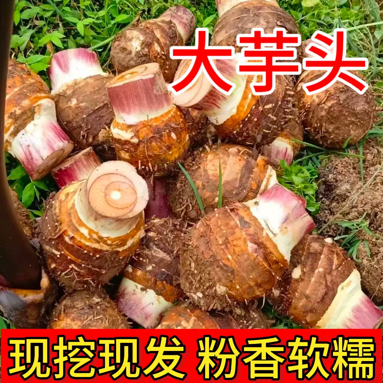 2025当季新鲜荔浦大芋头旗舰店大果商用新鲜现挖现发产地直发