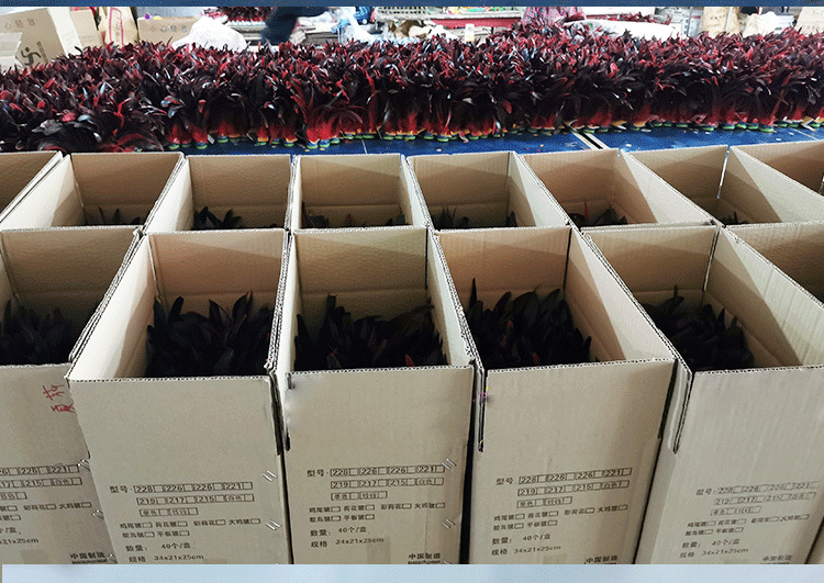 大中小公鸡毛-恢复的-恢复的_14